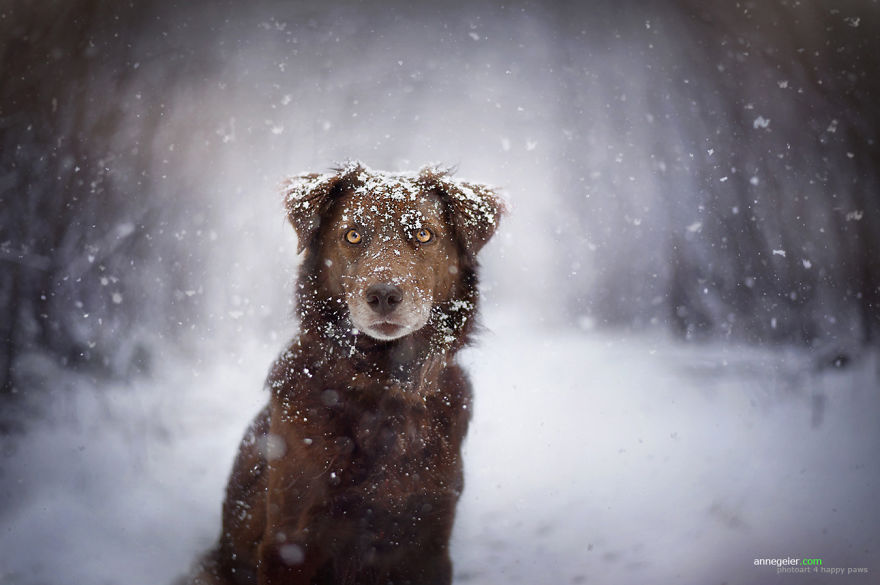 Lenyűgöző fotók: kutyák élvezik a természet szépségét 