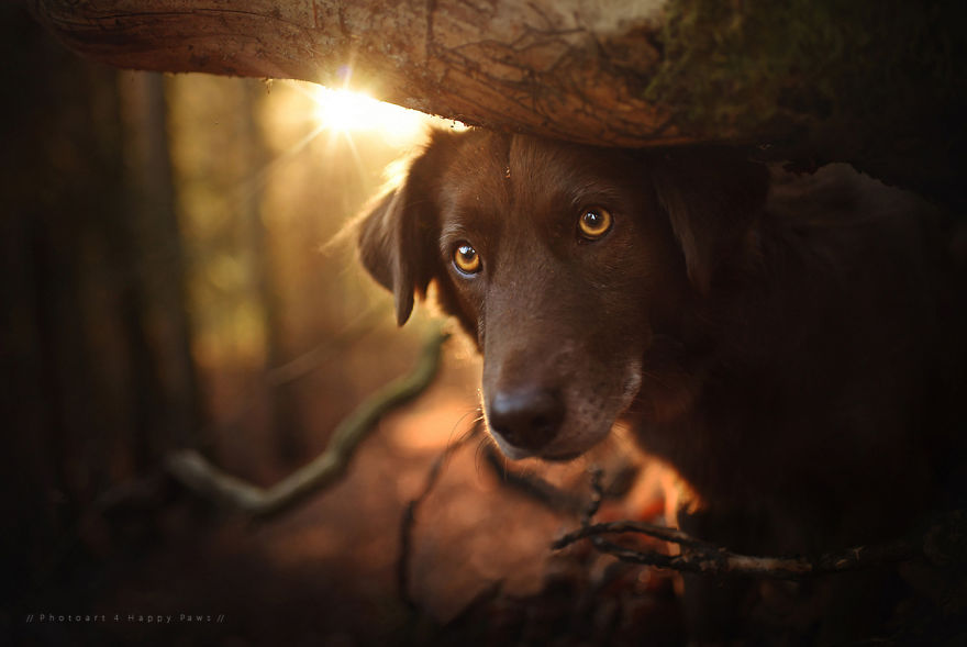 Lenyűgöző fotók: kutyák élvezik a természet szépségét 