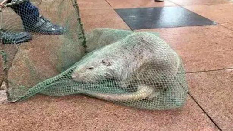 10 kilós óriáspatkányt találtak a kínai egyetemen 