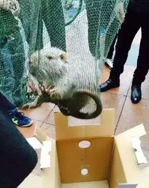 10 kilós óriáspatkányt találtak a kínai egyetemen 