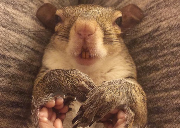 Ismerd meg Jillt, a legcukibb mókust az Instagramon