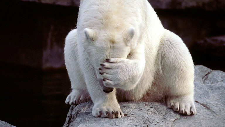 Egy fókabébiket széttépő jegesmedvébe is több empátia szorult...