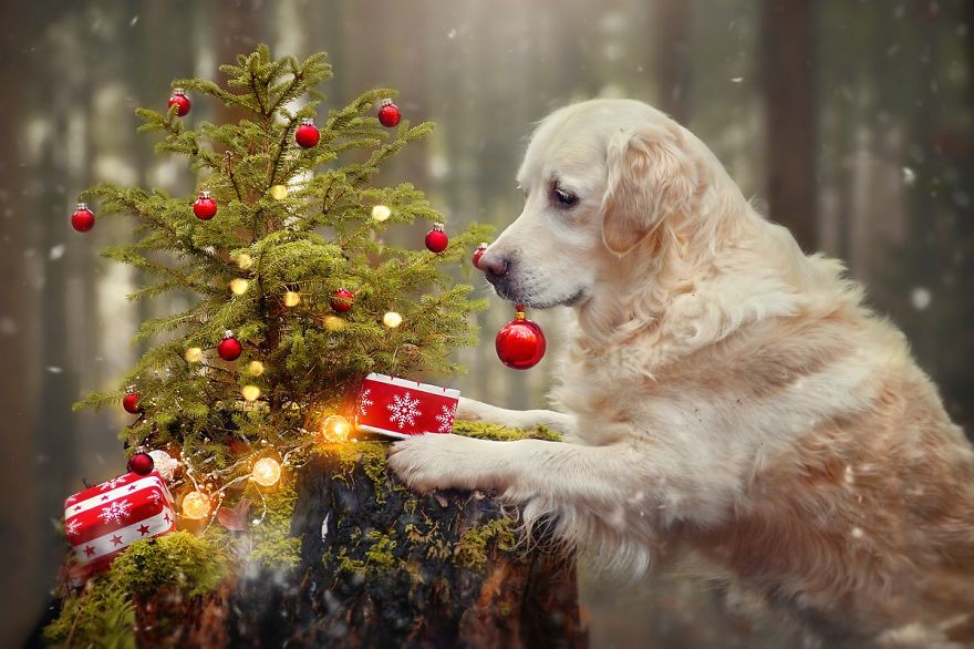 Így imádja a kutya a karácsonyt