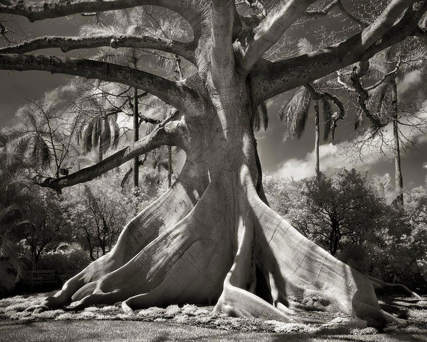 Csodálatos képeken a világ legöregebb fái