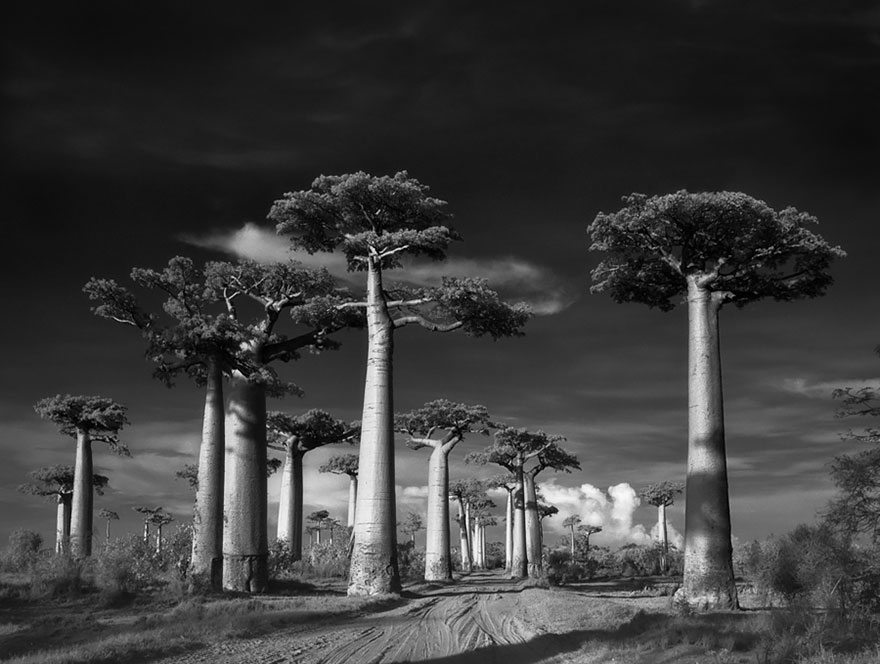 Csodálatos képeken a világ legöregebb fái