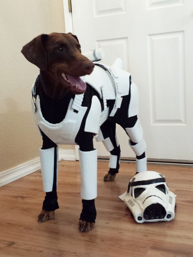 Ezért a rohamosztagosnak öltözött kutyáért megvesznek majd a Star Wars rajongók!