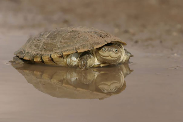 Nincs vita, ezek a világ legaranyosabb teknősei