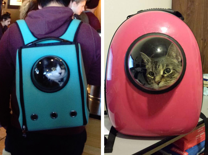 Ebben a dizájnos hátizsákban bárhová magaddal viheted a macskád