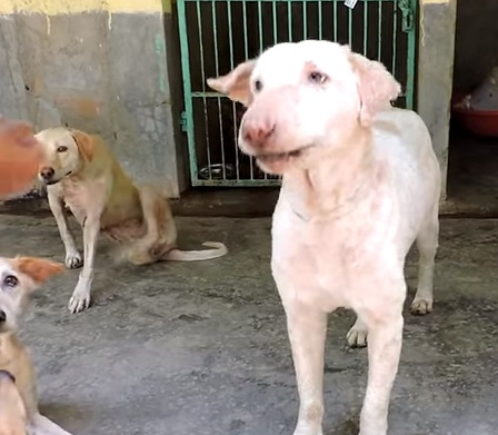 Jóra fordult a kóbor kutya reménytelennek hitt sorsa – szívszorító videó