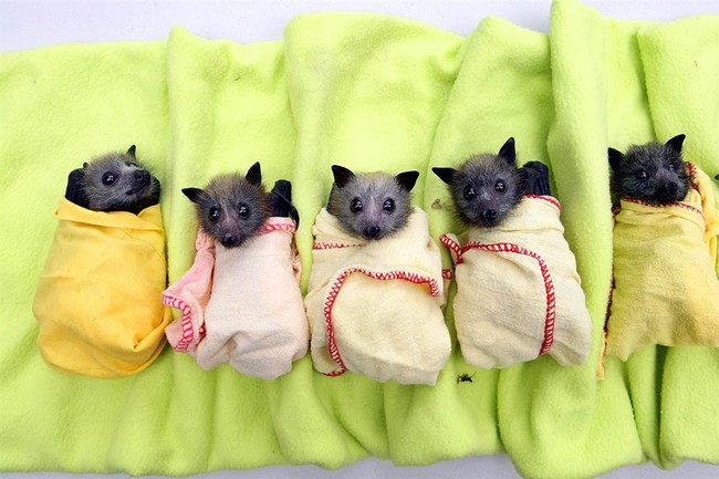 20 elképesztően aranyos takaróba tekert állat