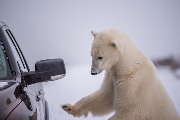 Jegesmedve környékezte meg az autójában remegő turistát – cuki képek