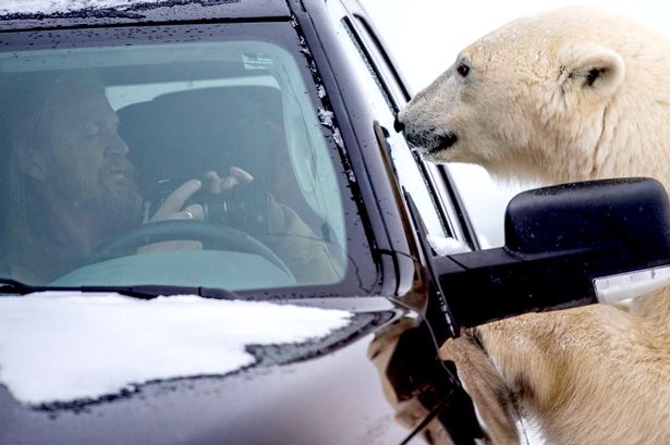 Jegesmedve környékezte meg az autójában remegő turistát – cuki képek