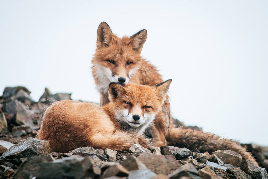 Csodás fotókat készít egy orosz bányász a rókák életéről