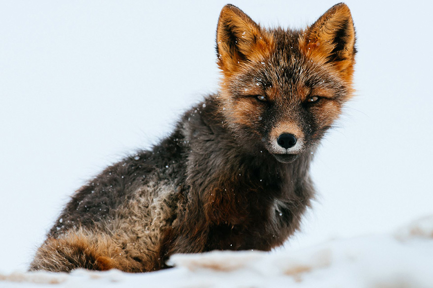 Csodás fotókat készít egy orosz bányász a rókák életéről