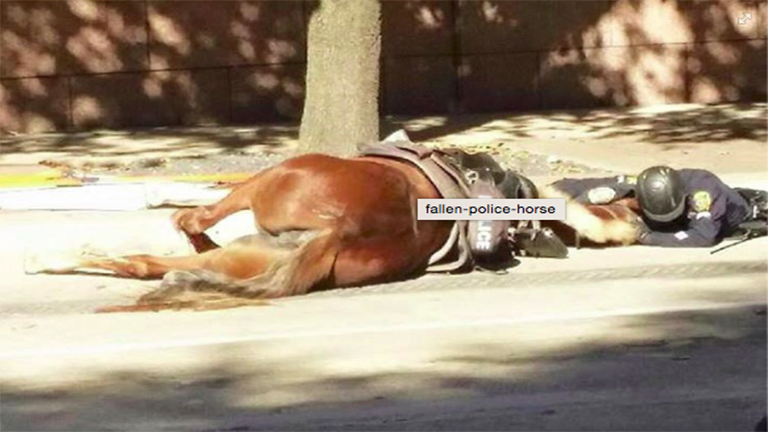 Nem mozdult el haldokló lova mellől a rendőr - szívfacsaró fotó