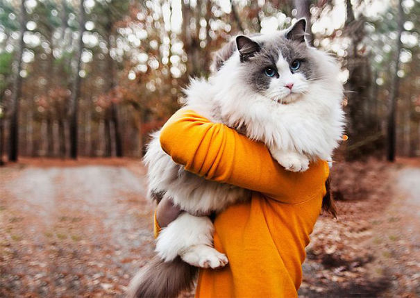 Íme a világ 20 legszőrösebb macskája - kép