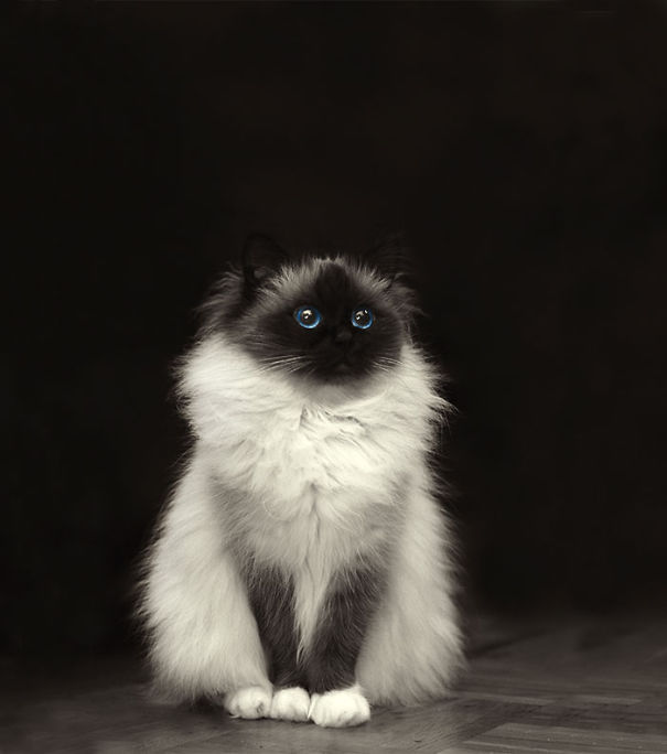 Íme a világ 20 legszőrösebb macskája - kép