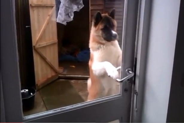 Két lábra állt a kutya, és úgy nyitott ajtót, mint egy ember – cuki videó