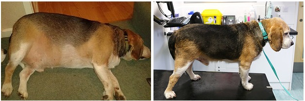 A kutya-fitness club segített ezeknek a kutyáknak a fogyásban – képek
