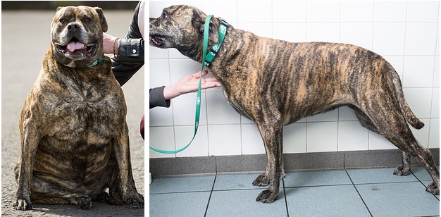 A kutya-fitness club segített ezeknek a kutyáknak a fogyásban – képek