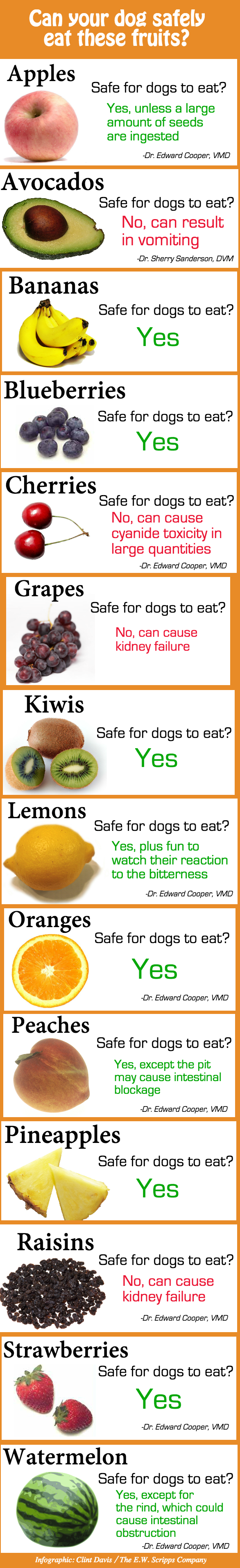 Ezeket a gyümölcsöket eheti a kutyád és ezektől tartsd távol