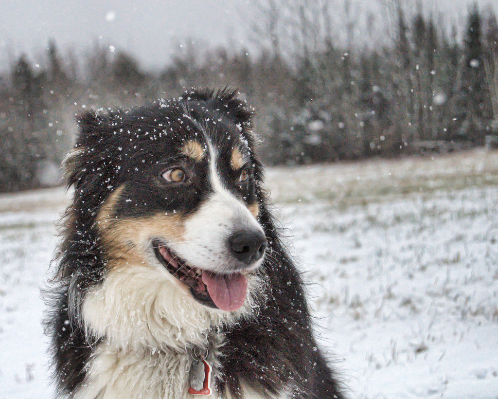 Nézegess képeket cuki hóban játszadozó kutyákról!