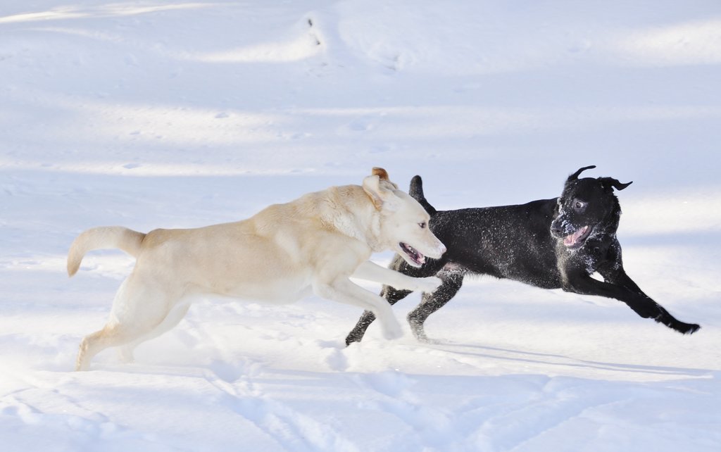 Nézegess képeket cuki hóban játszadozó kutyákról!