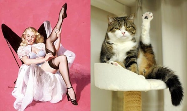 Leesik az állad, ha megnézed, hogy mennyire hasonlítanak a macskák a pin-up lányokhoz