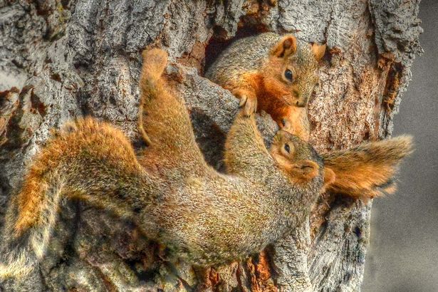 Napi cukiság: három mókus ült összeölelkezve a fán