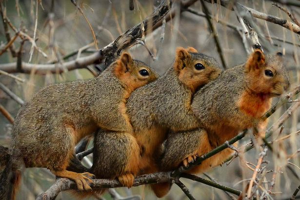 Napi cukiság: három mókus ült összeölelkezve a fán