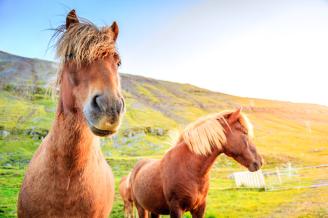 13 elképesztően gyönyörű ló, amiről nem is tudtad, hogy létezik - képek