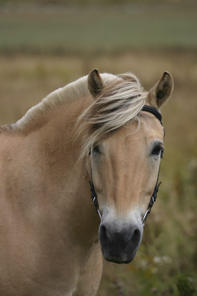 13 elképesztően gyönyörű ló, amiről nem is tudtad, hogy létezik - képek