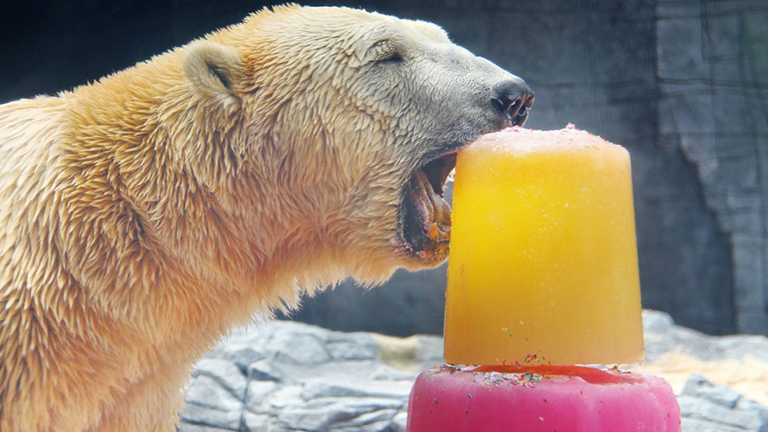 Jégtortát kapott a 25. szülinapjára a jegesmedve – cuki képek