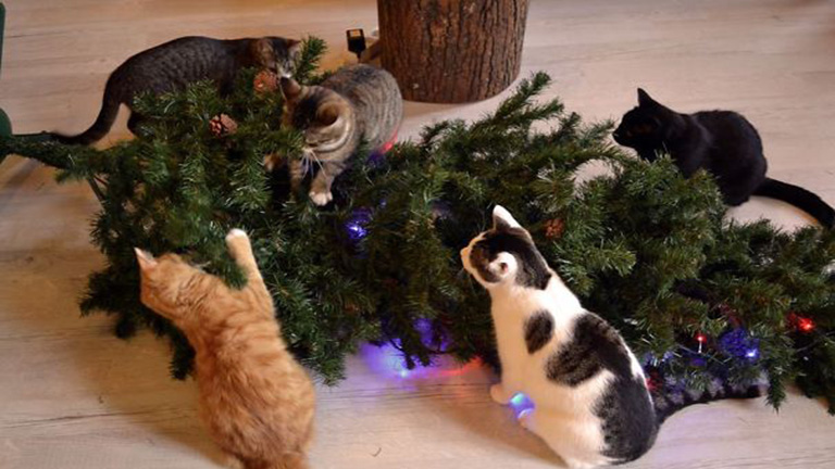 10 macska, aki nagyon szívesen segítene kidekorálni a karácsonyfádat