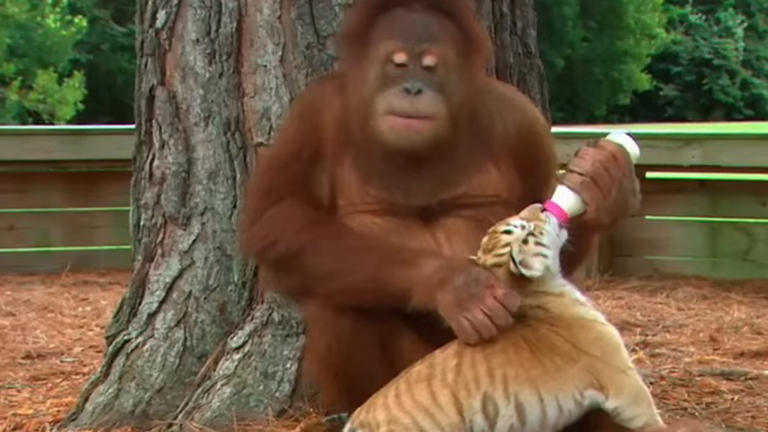 Ettől a videótól elolvadsz: orángután vigyáz a kistigrisekre