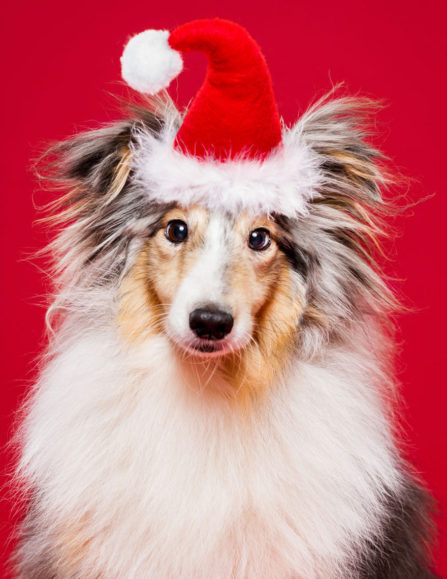 Ezektől a karácsonyi díszbe öltözött kutyáktól biztosan szebb lesz az ünneped