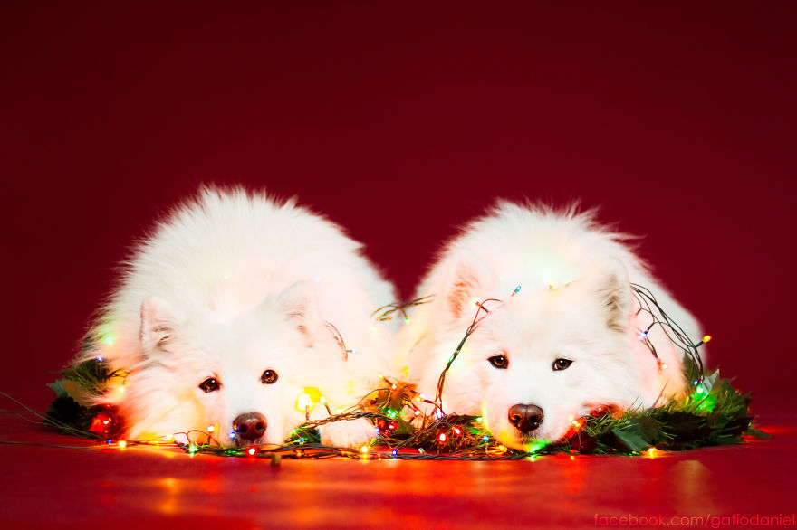 Ezektől a karácsonyi díszbe öltözött kutyáktól biztosan szebb lesz az ünneped