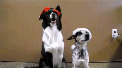 Besírsz ezen a két, karácsonyi fotónak pózoló kutyán!