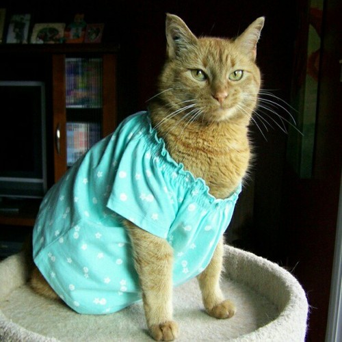 Az év legcukibb pizsamás állatai megcsinálják a napod!