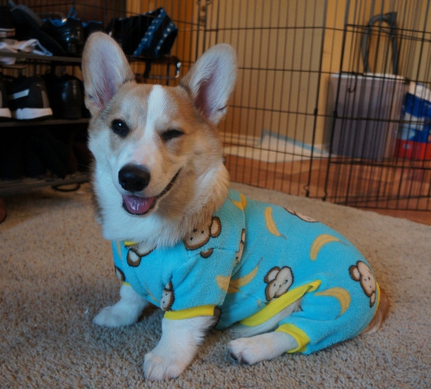 Az év legcukibb pizsamás állatai megcsinálják a napod!