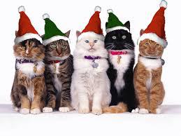 Cuki állatok, akiknek jól áll a karácsony