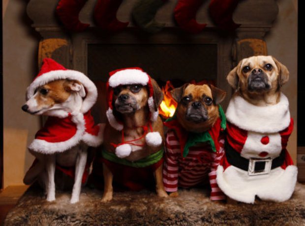 Cuki állatok, akiknek jól áll a karácsony