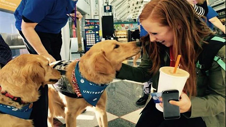 Terápiás kutyákkal orvosolják a reptéri parát