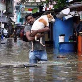 Kölykeit mentette az árvíz elől a cuki kutya – megható videó
