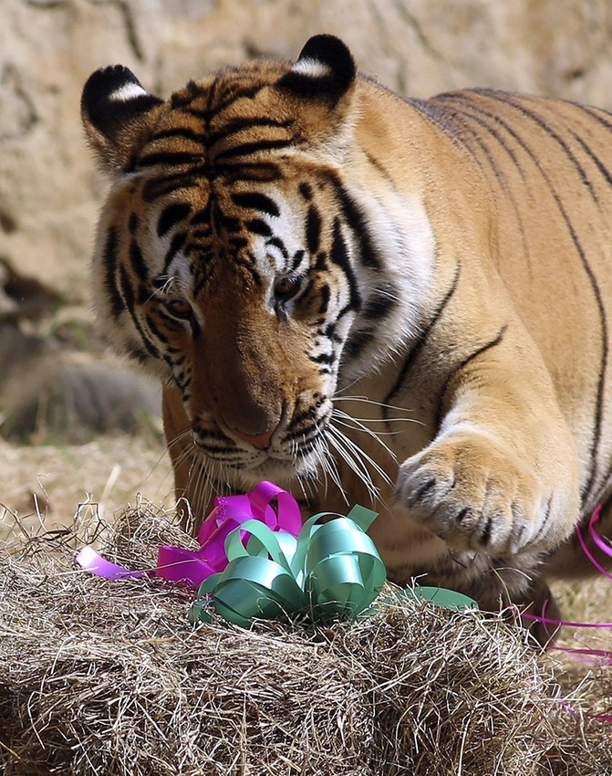 Így örültek az állatok karácsonyi ajándékaiknak - cuki fotók
