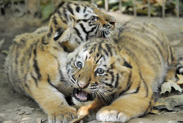 Több mint 170 cuki állat született idén a Nyíregyházi Állatparkban