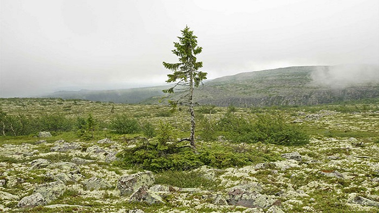 Megtalálták a világ legöregebb fáját - 9500 éves!