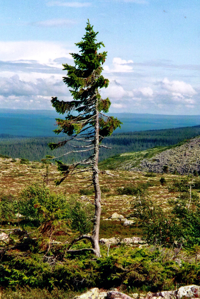 Megtalálták a világ legöregebb fáját - 9500 éves!