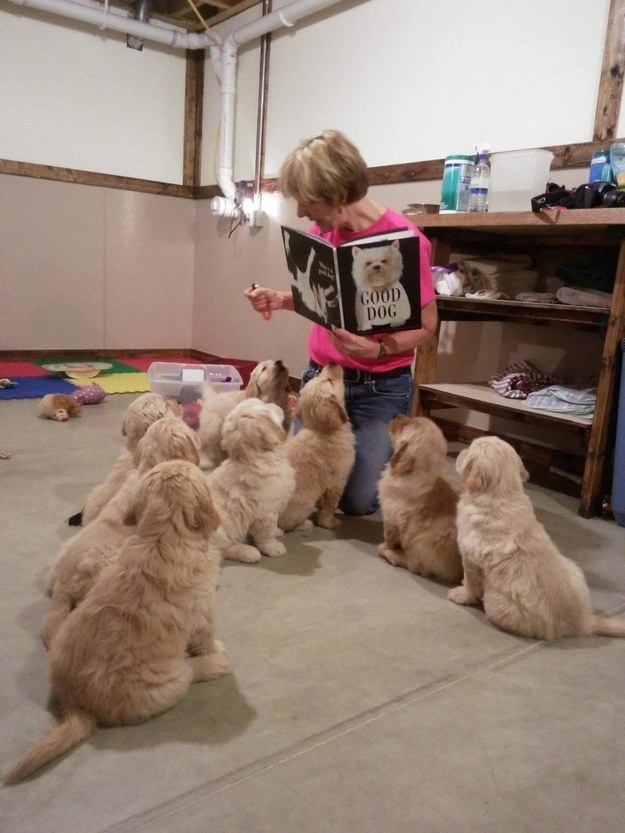 15 golden retriever kutyus, akik idén annyira cukik voltak, hogy arra nincsenek szavaink - képek