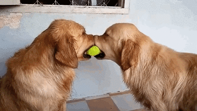 15 golden retriever kutyus, akik idén annyira cukik voltak, hogy arra nincsenek szavaink - képek